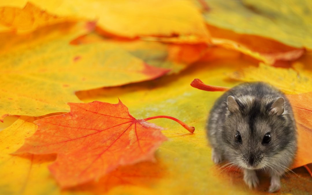 Rodent on fall leafs