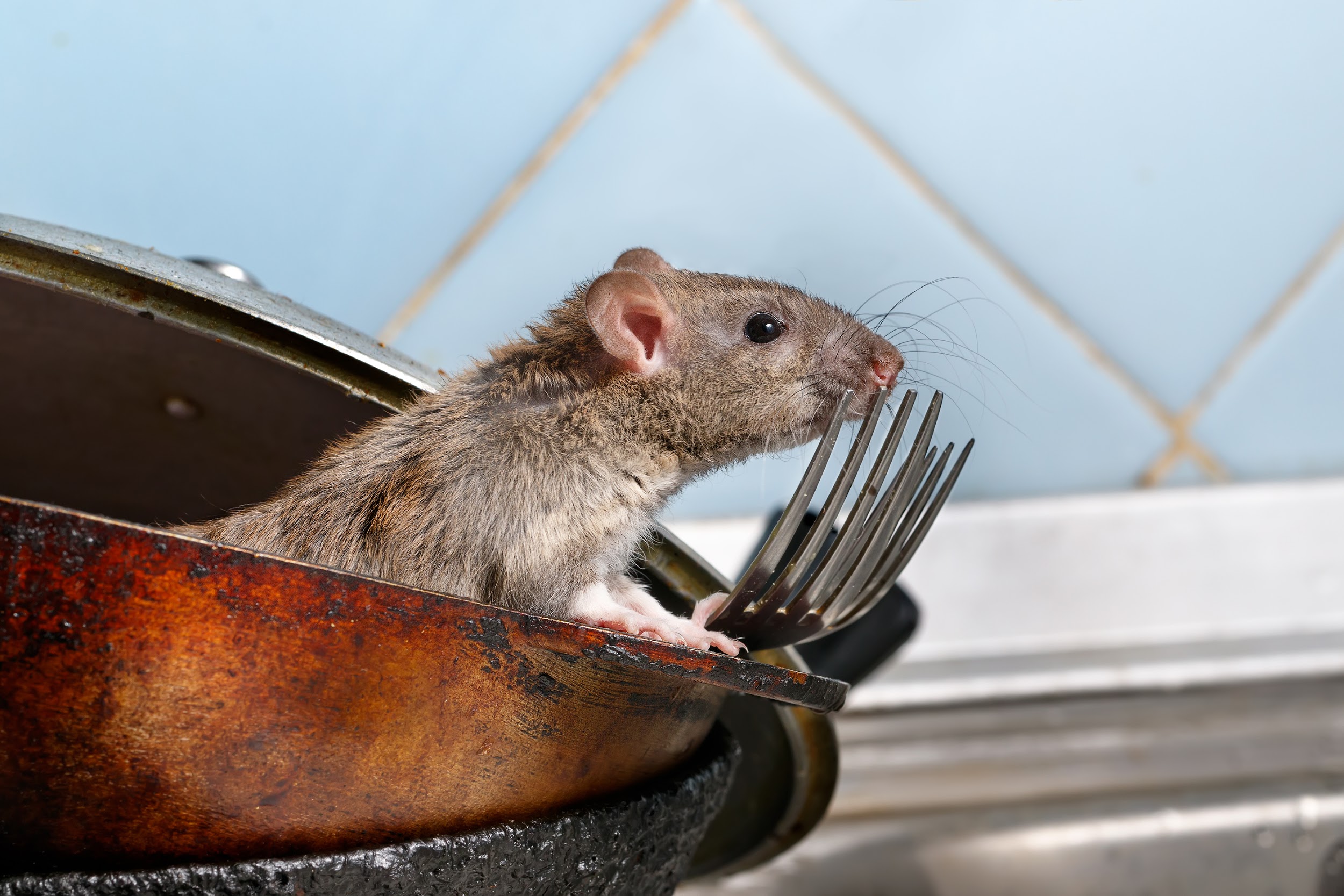 4 Ways to Keep Mice, Rats, and Other Pests Out of Your Kitchen this