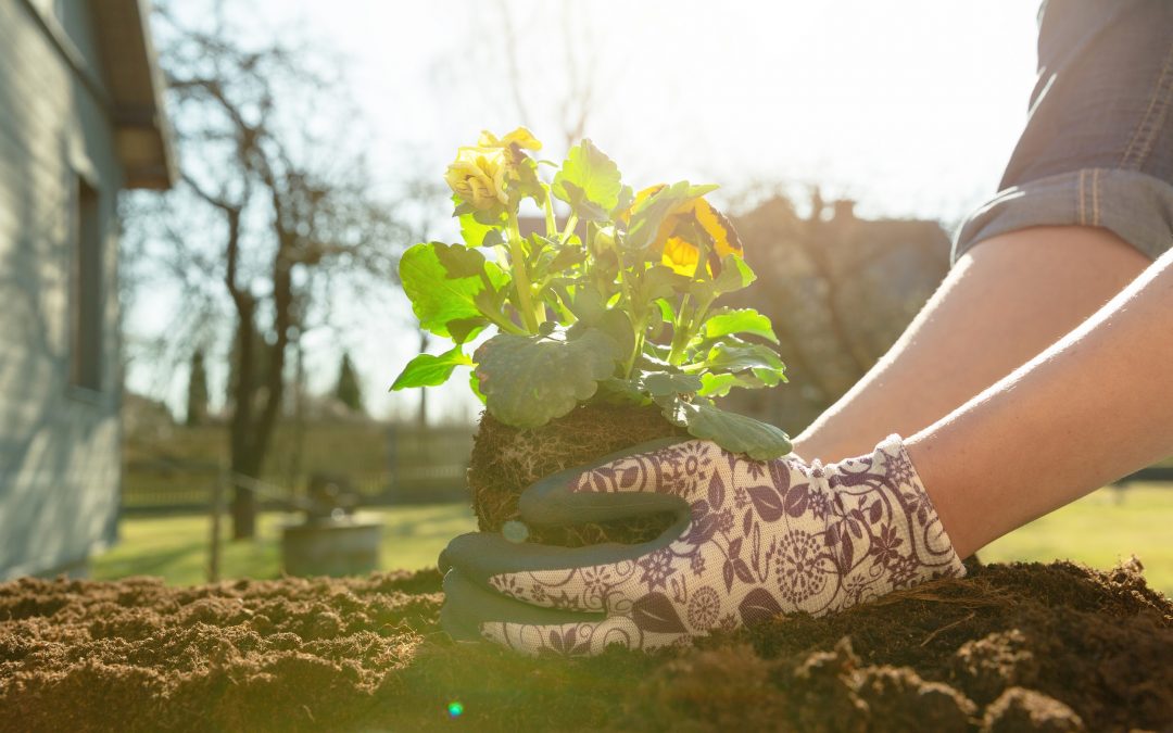 Hands of a person planting a flower in the ground.