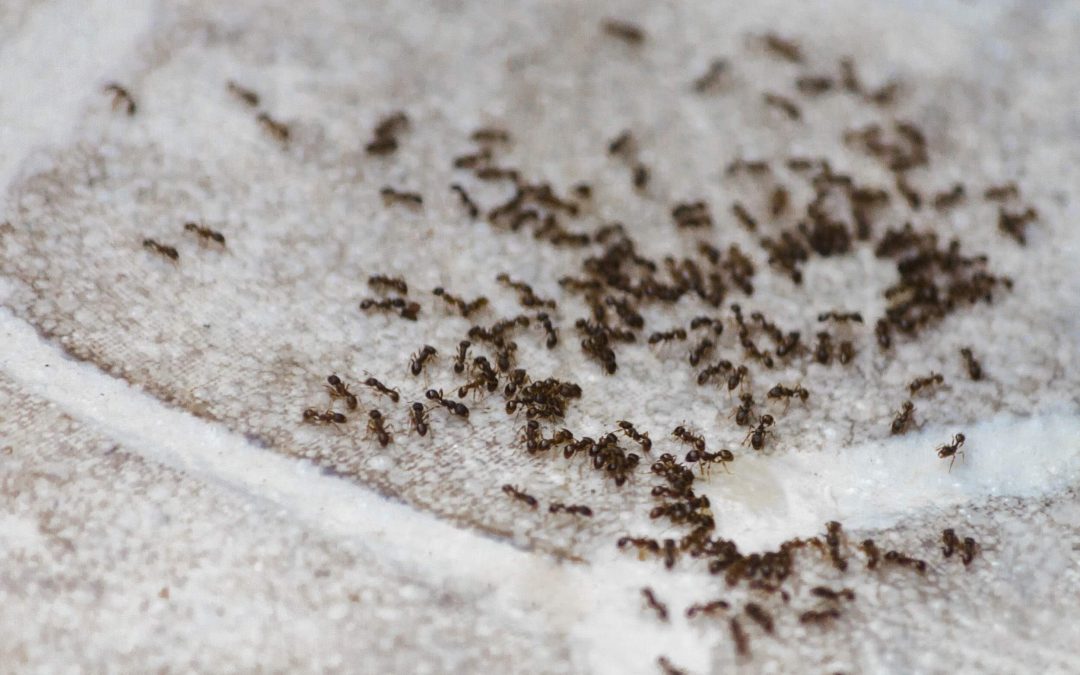 How to Keep Ants Out of Your Home this Summer (and for Good!)