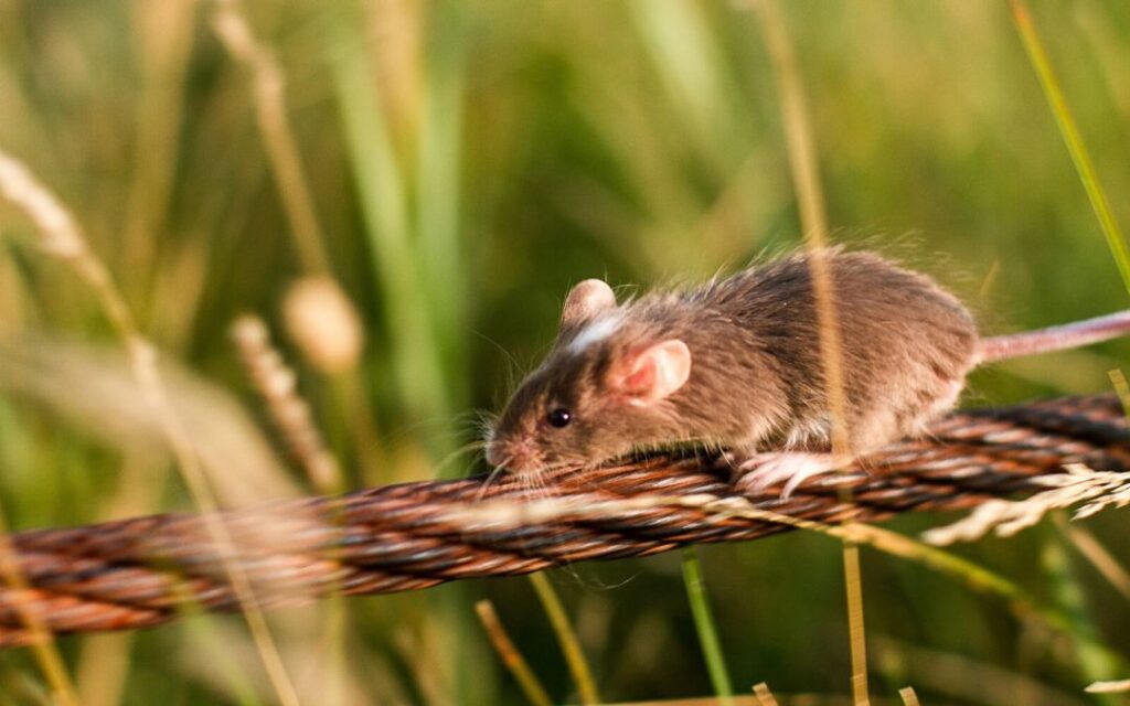 6 Effective Ways to Crush a Mice Infestation Before Fall Hits | Rodent ...