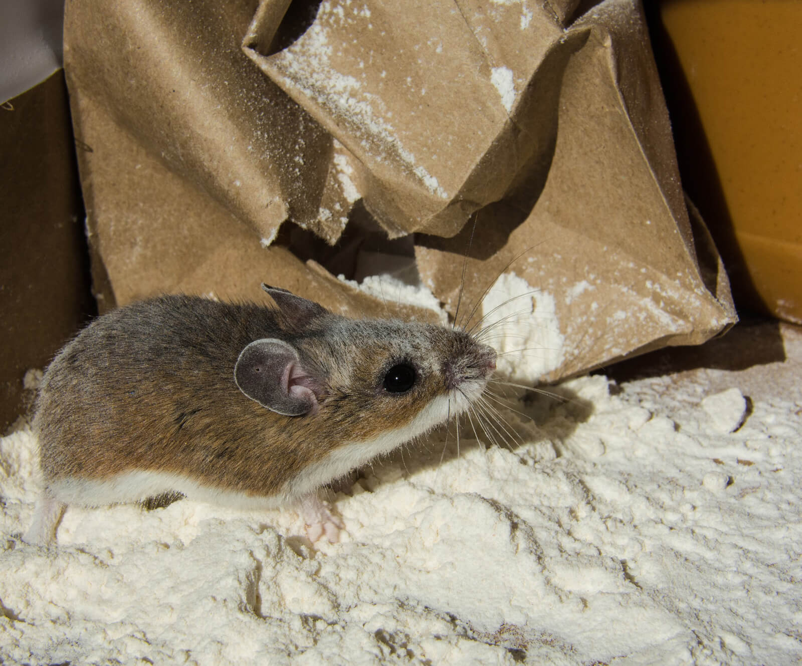 6 Effective Ways to Crush a Mice Infestation Before Fall Hits Rodent