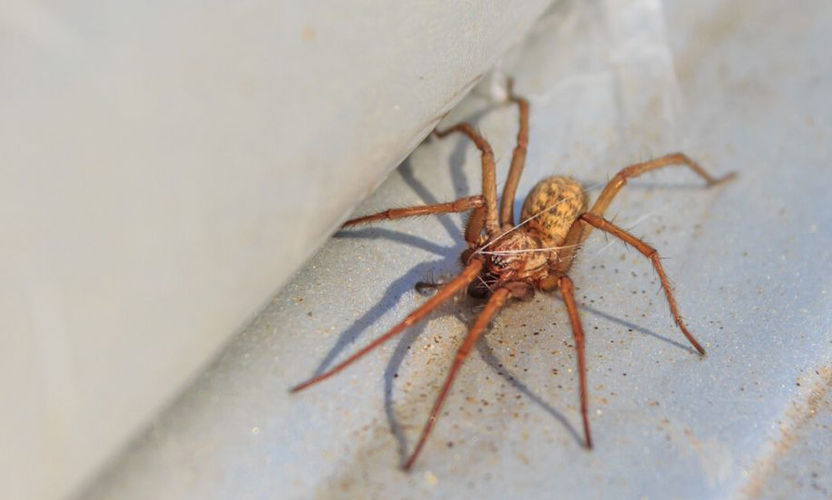 Close up of hobo spider