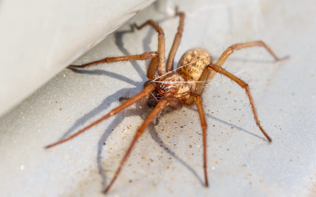 Are Hobo Spiders Dangerous? Valuable Facts to Know about Utah’s Hobo Spider