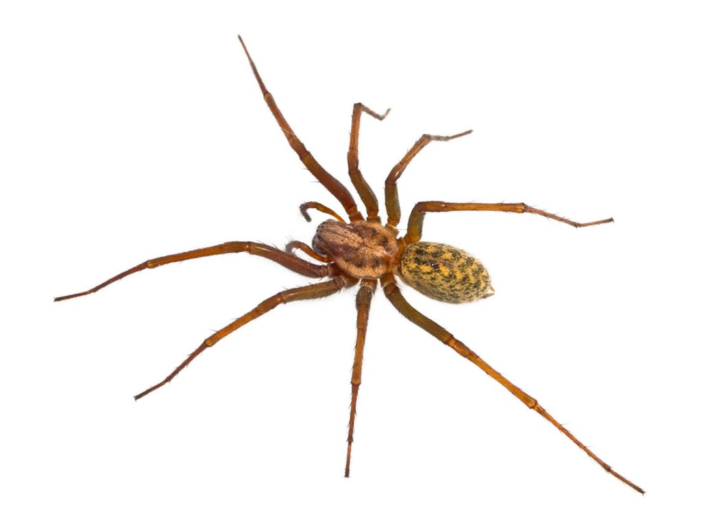 are hobo spiders poisonous