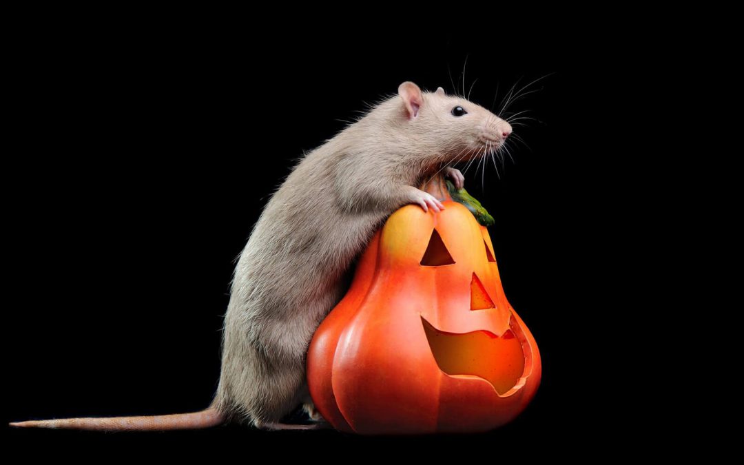 Mouse on top of pumpkin