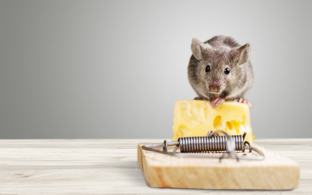 Mouse on top of a mouse trap