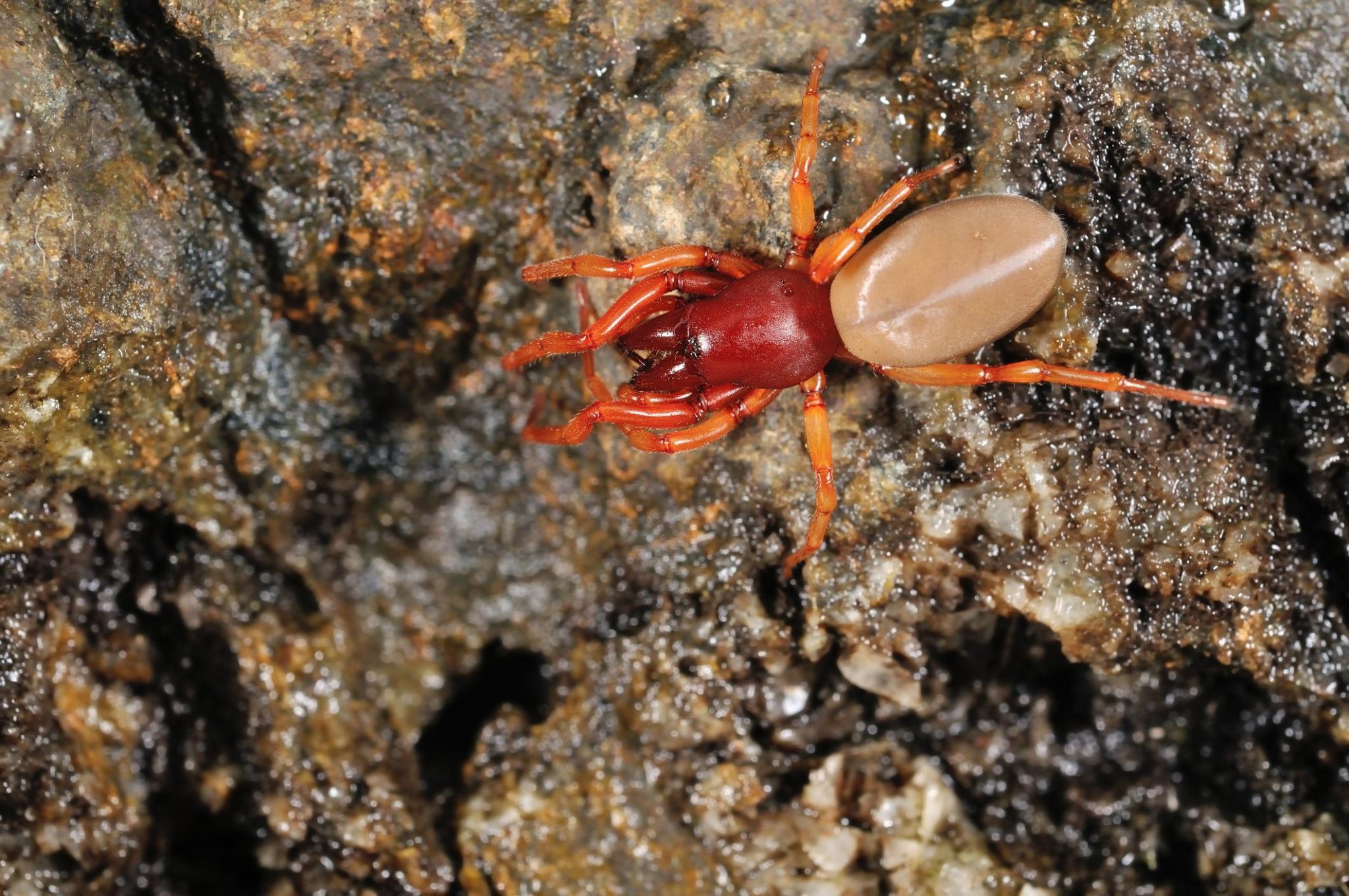 is-the-red-spider-i-saw-in-my-utah-home-dangerous-utah-spider-control