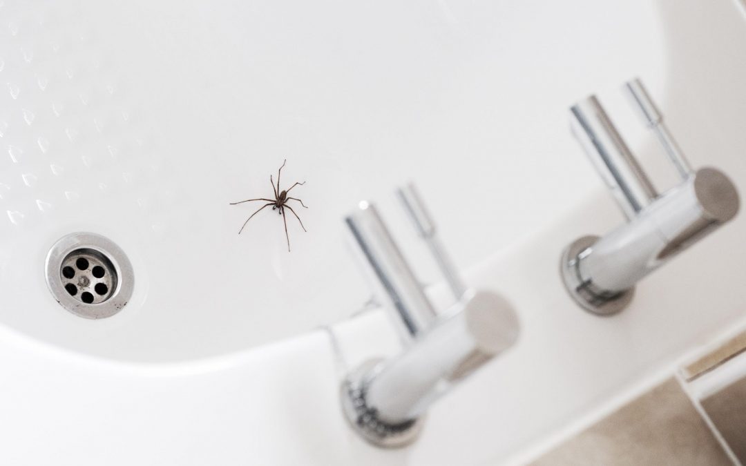 Spider in a bath tub