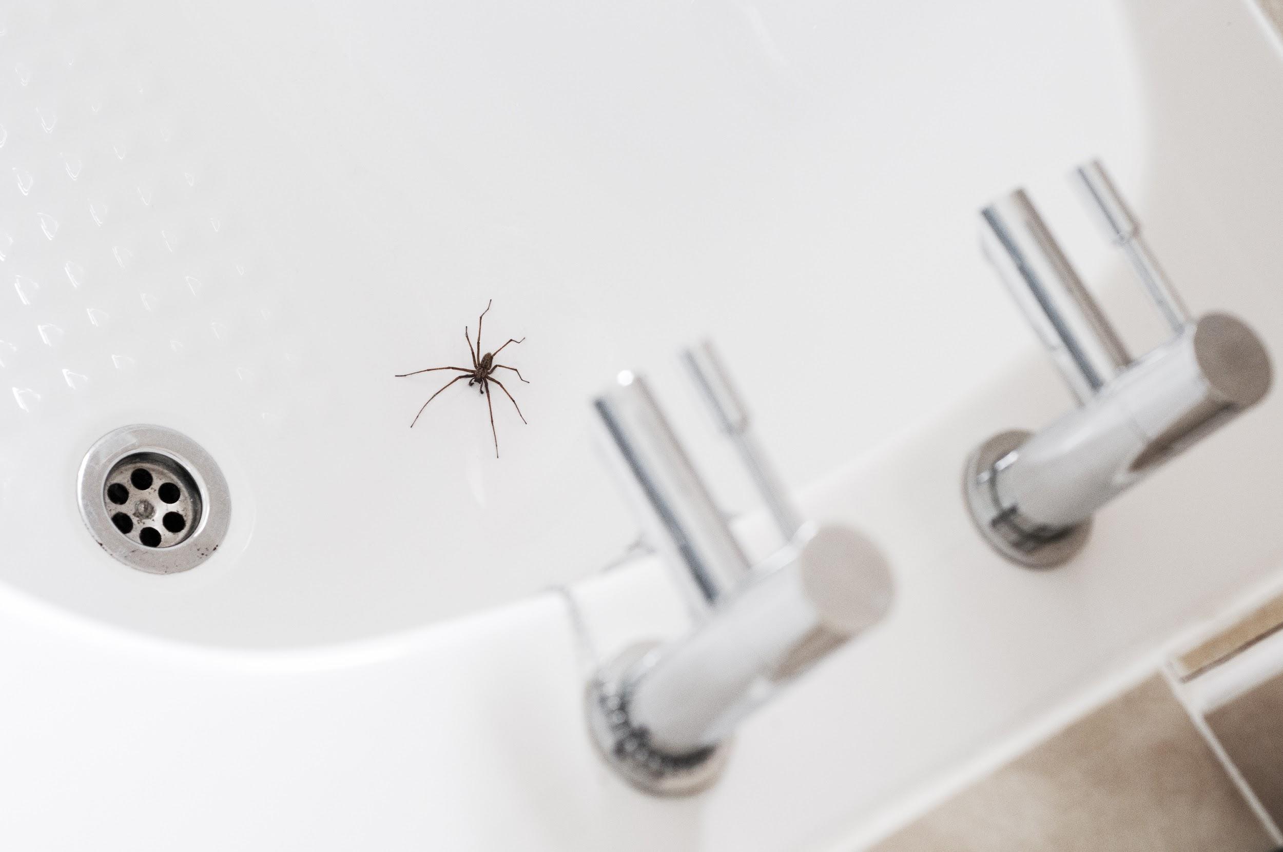 Why Spiders Appear Inside Your Home Spider Control Pest Control Lehi