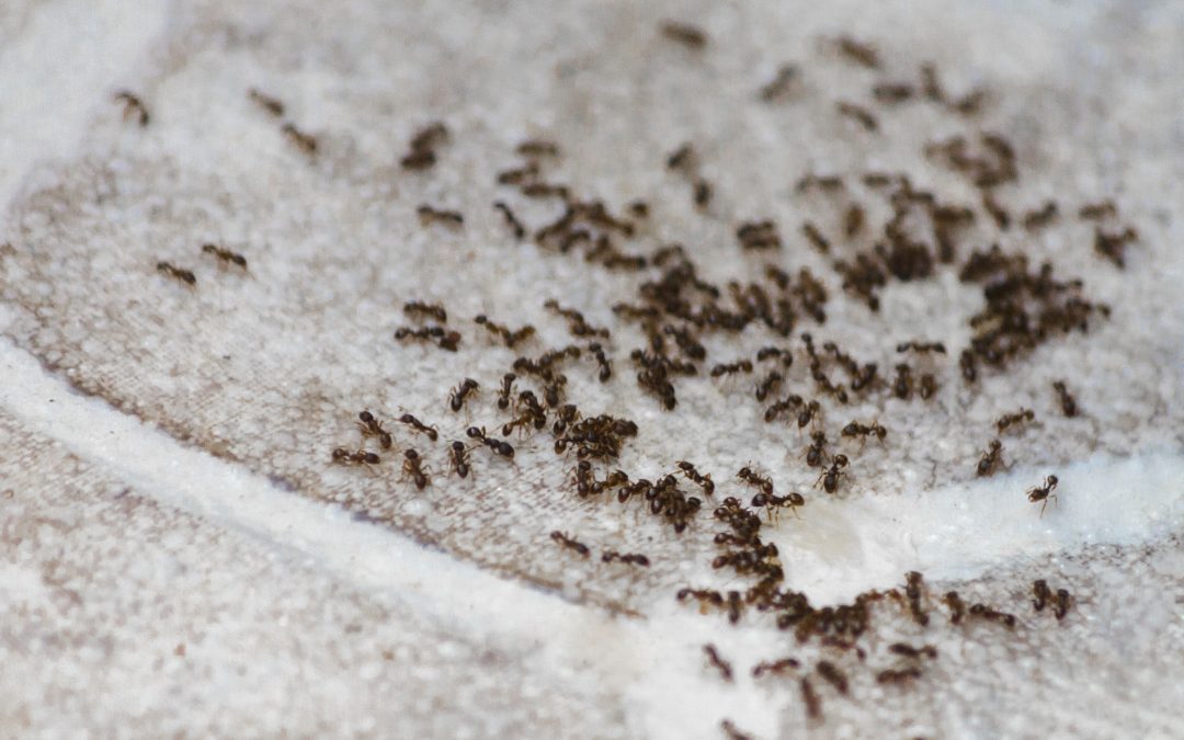 Ants on a sidewalk