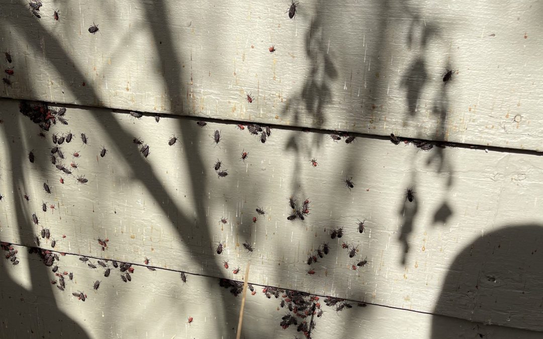 How to Get Rid of Boxelder Bugs