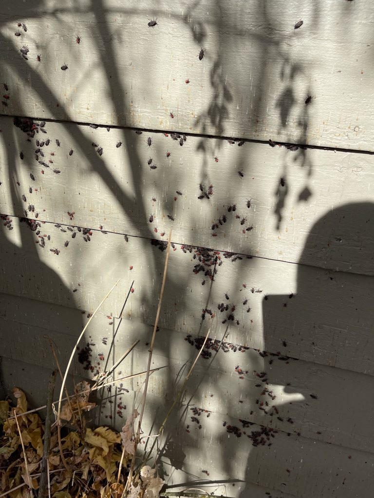 Box Elder Bugs on the exterior of a house in Salt Lake City