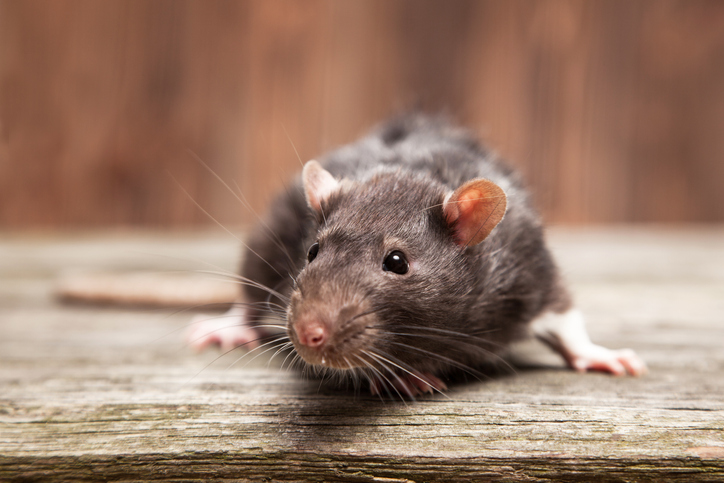 Close up of rat