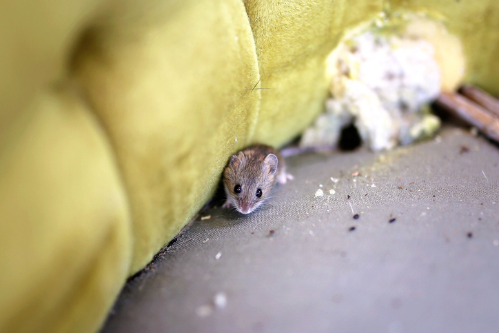 mouse chewed on couch