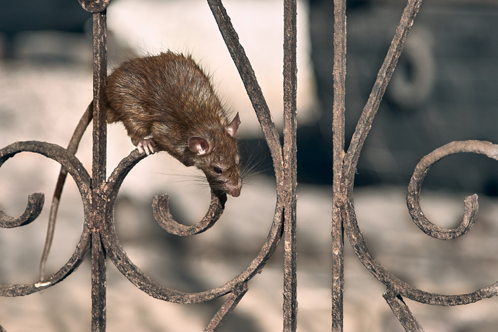 Rat sitting on iron fence
