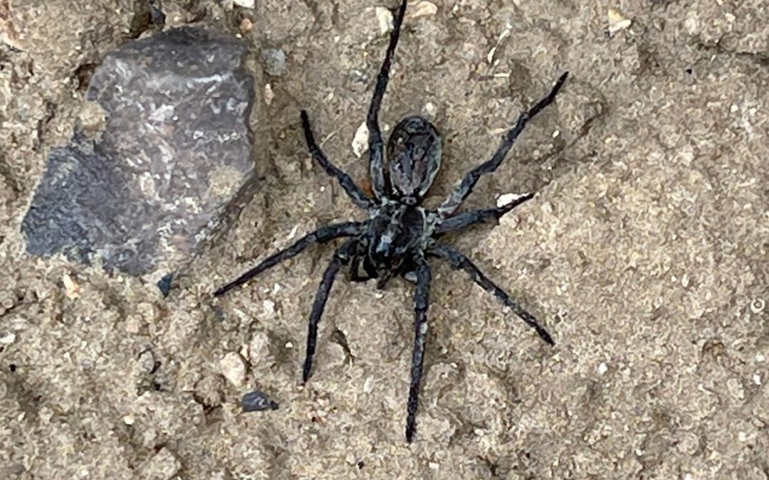 Close Up of Black Spider