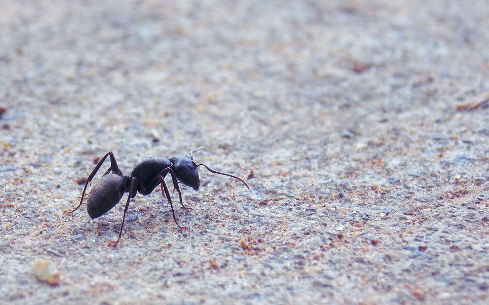 Pavement Ants