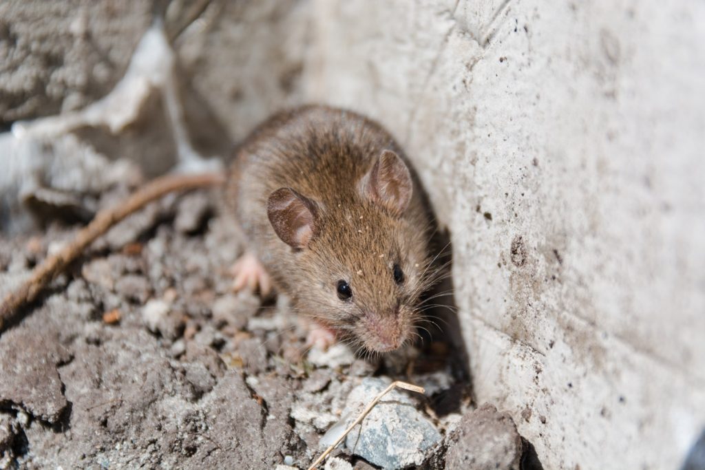 Wild Mouse. The Mouse Runs On A Grass. Gray Mouse.