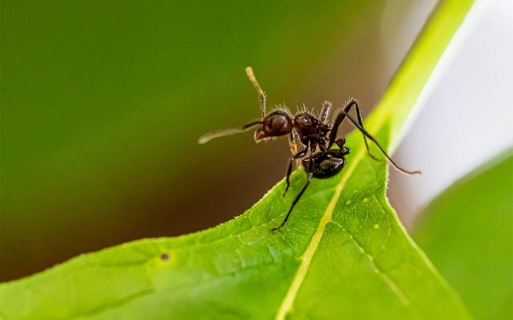 Velvety Tree Ant