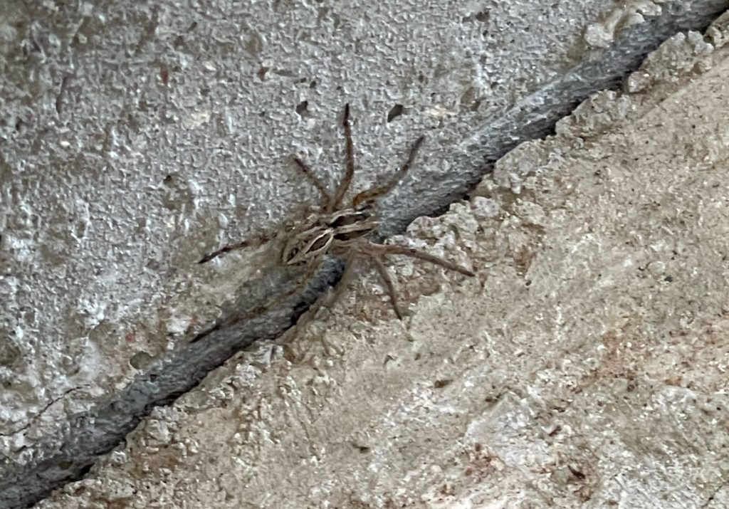 Brown spider on concrete in Lindon