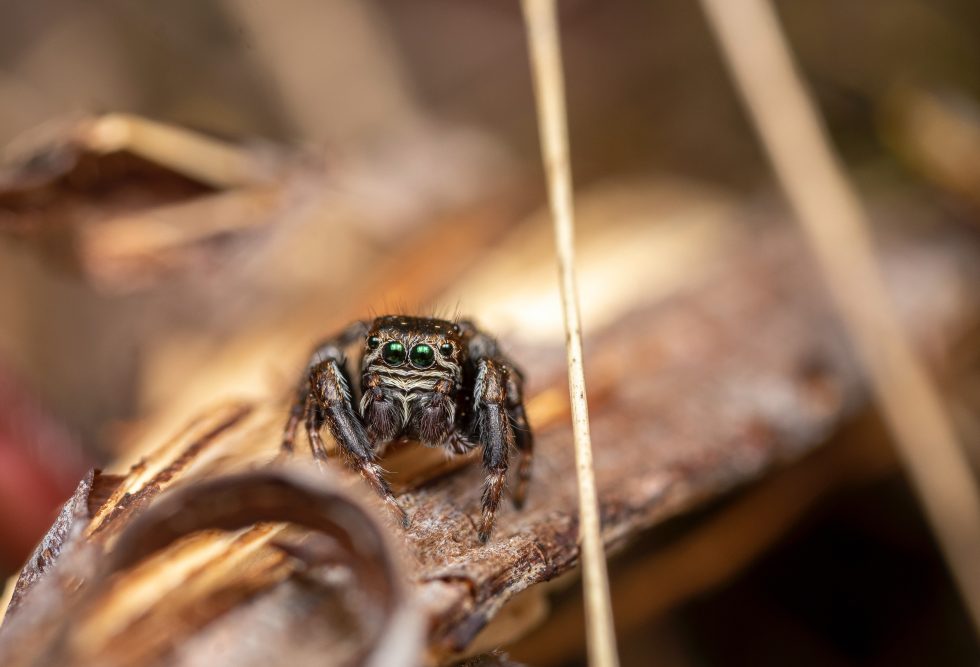 Bold Jumper Spiders What to watch for and how to treat them