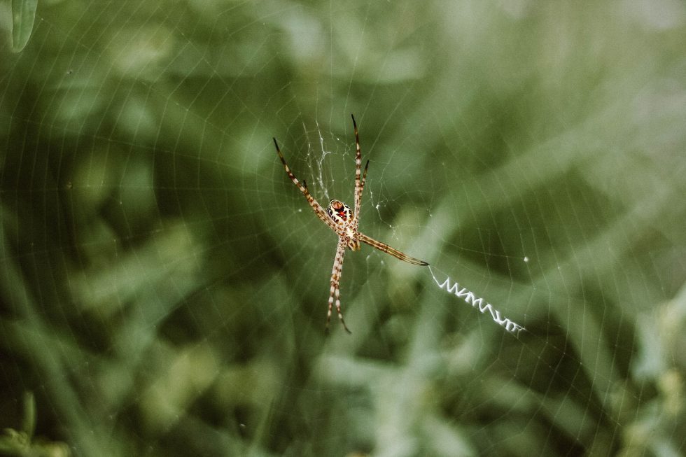 Banded Garden Spider