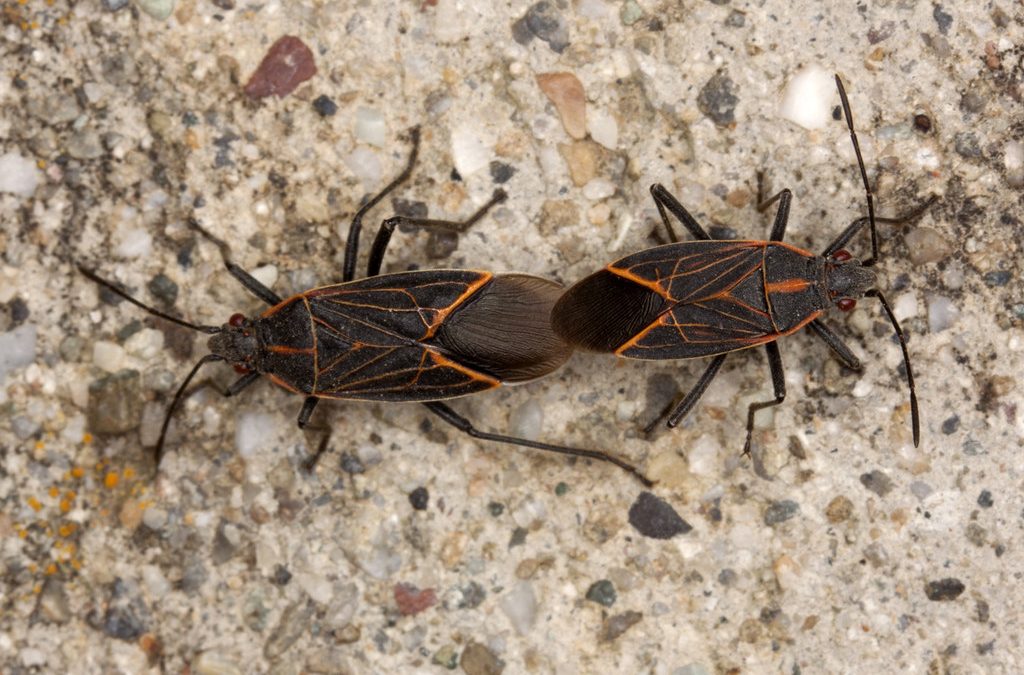 Close up of two box elder bugs