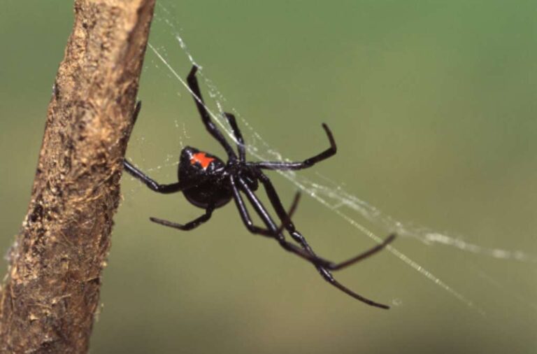 The Most Dangerous & Venomous Spiders in the United States