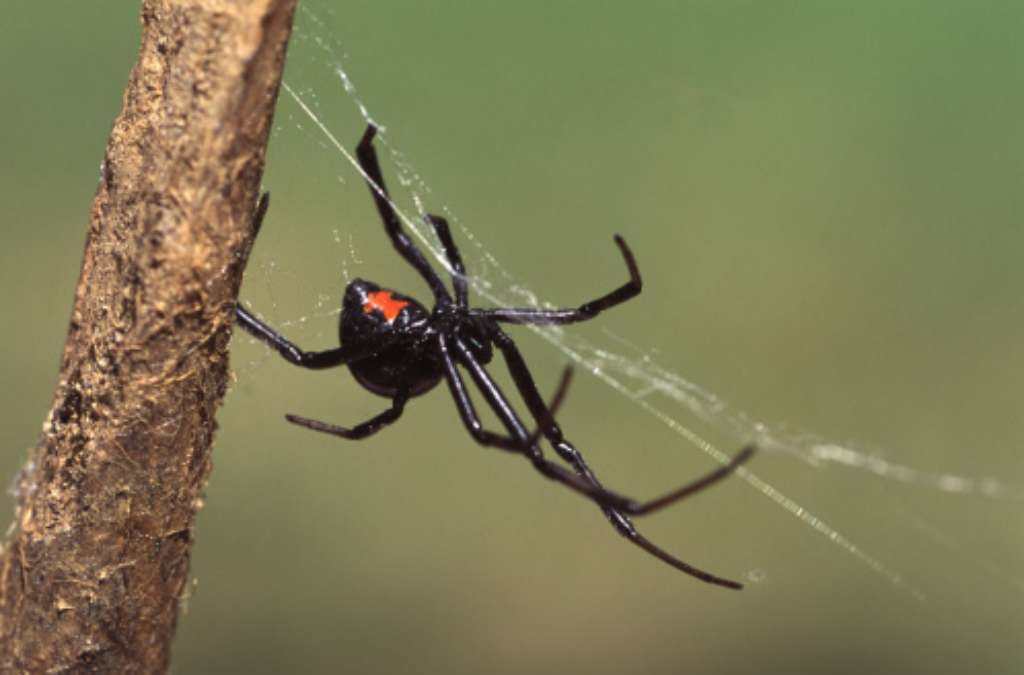 Close of of Black Widow in a Web