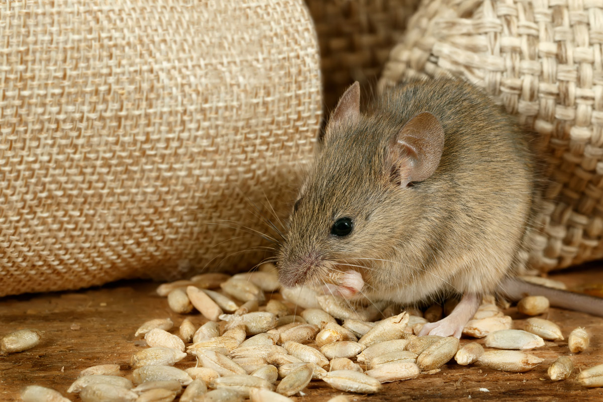 Mice can contaminate food storage!