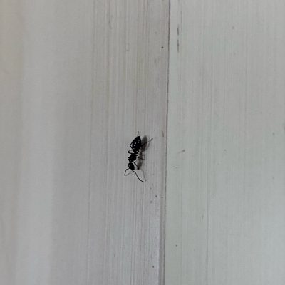 Ant Climbing on House in Orem