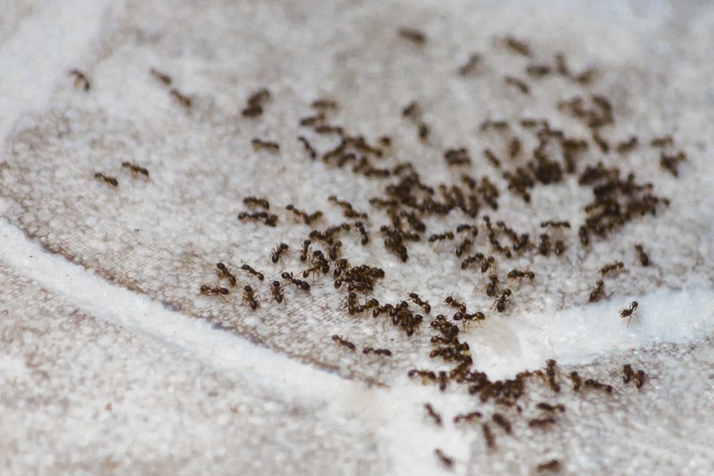 Ants on sidewalk