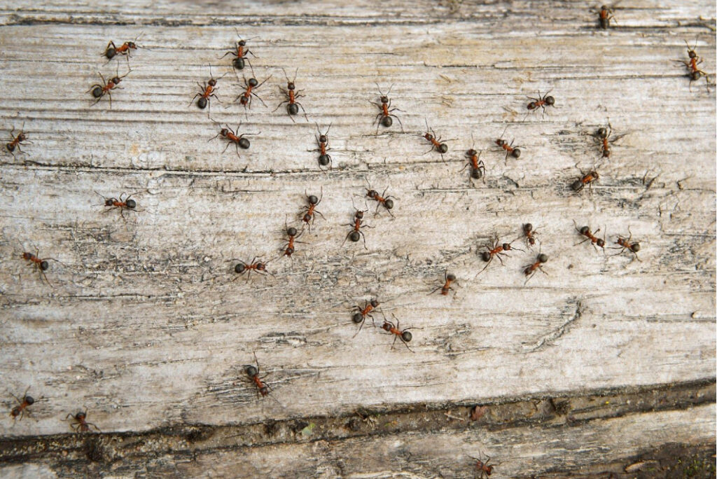 Red ants on wood