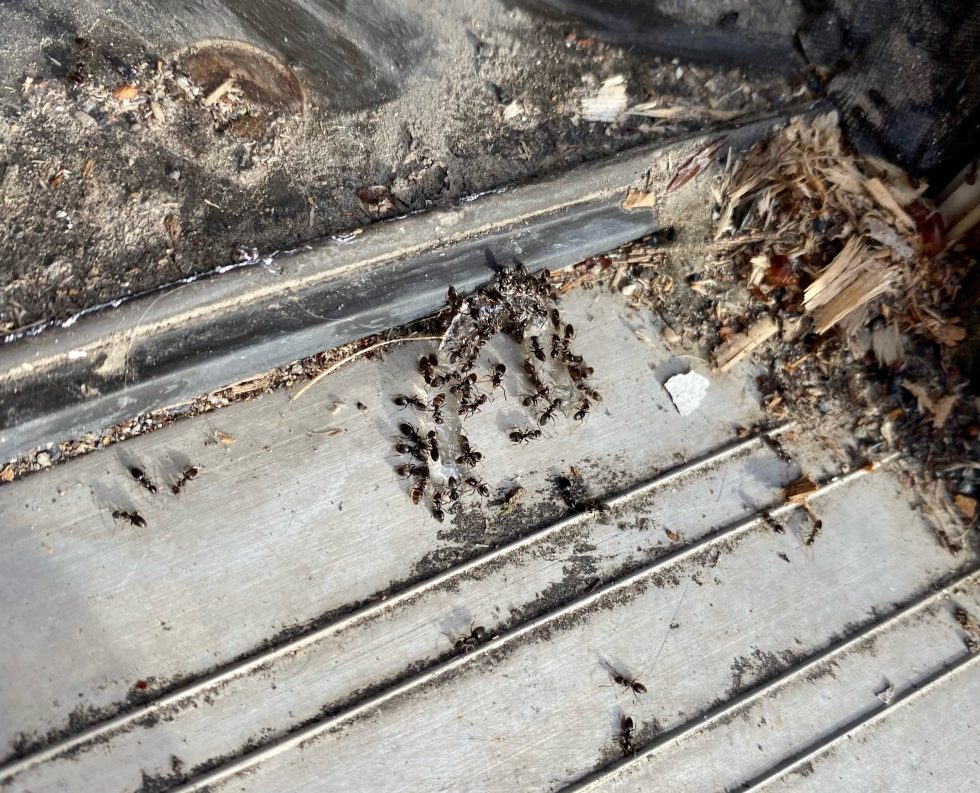 Ants Eating Insecticide in Sugar House Utah