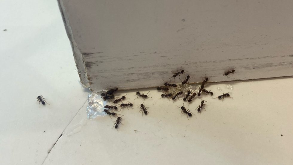 Ants in a garage in Draper Utah