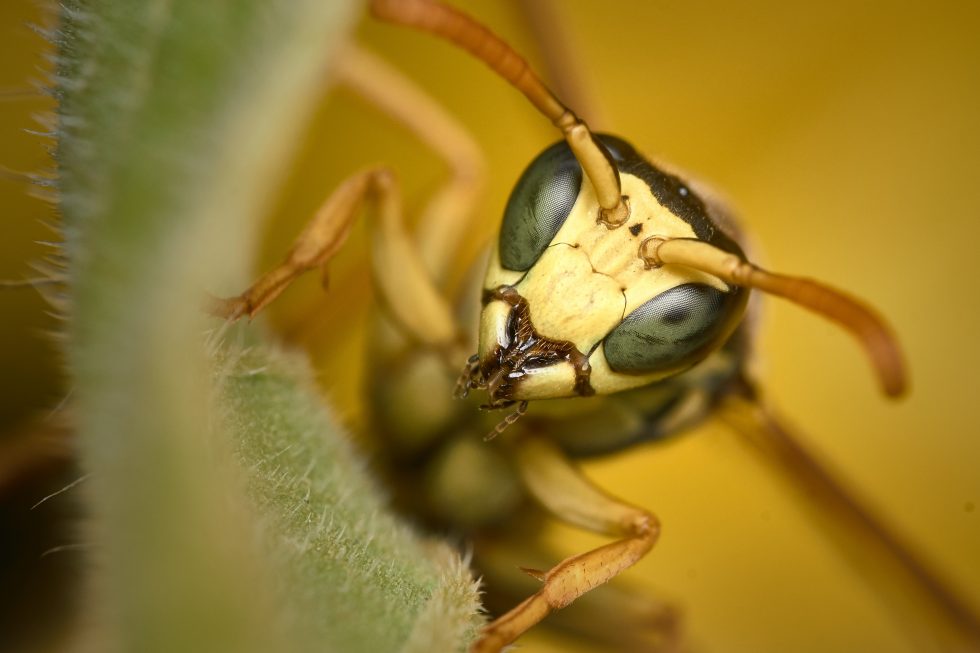 Bald Faced Hornet