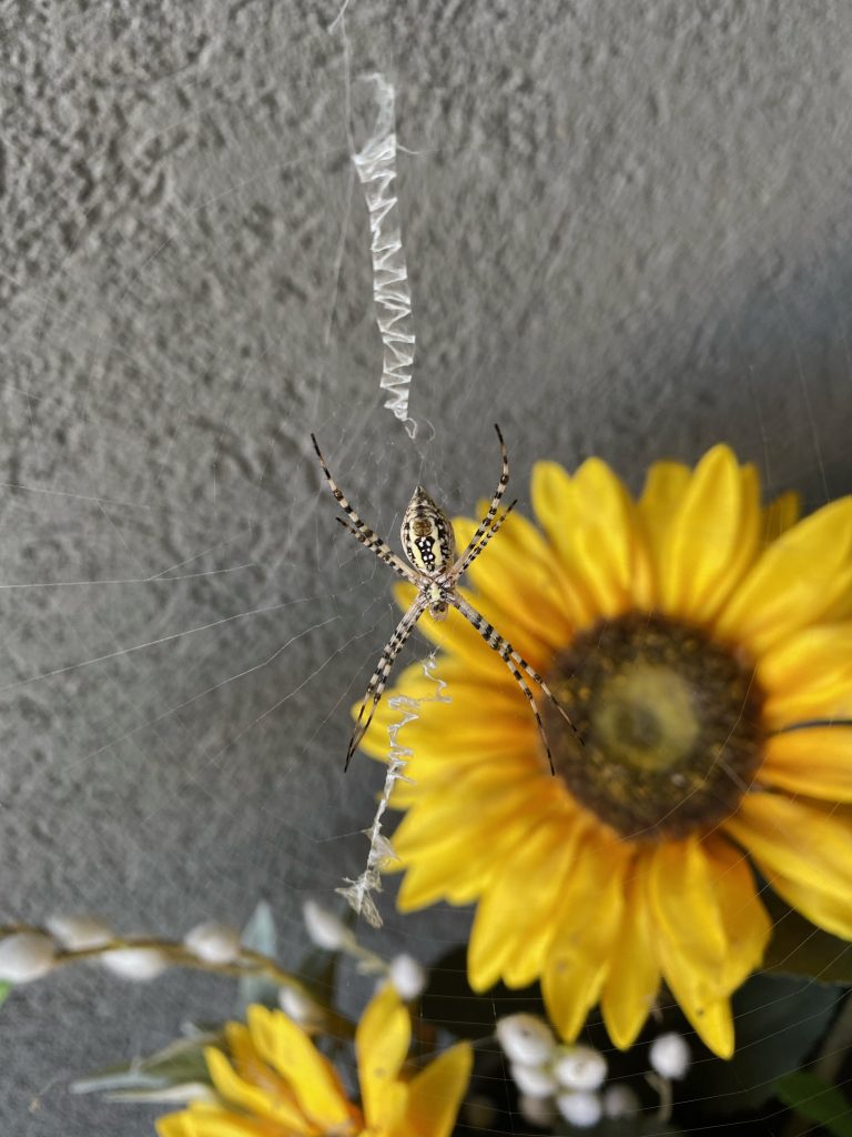 Banded Garden Spider in Utah