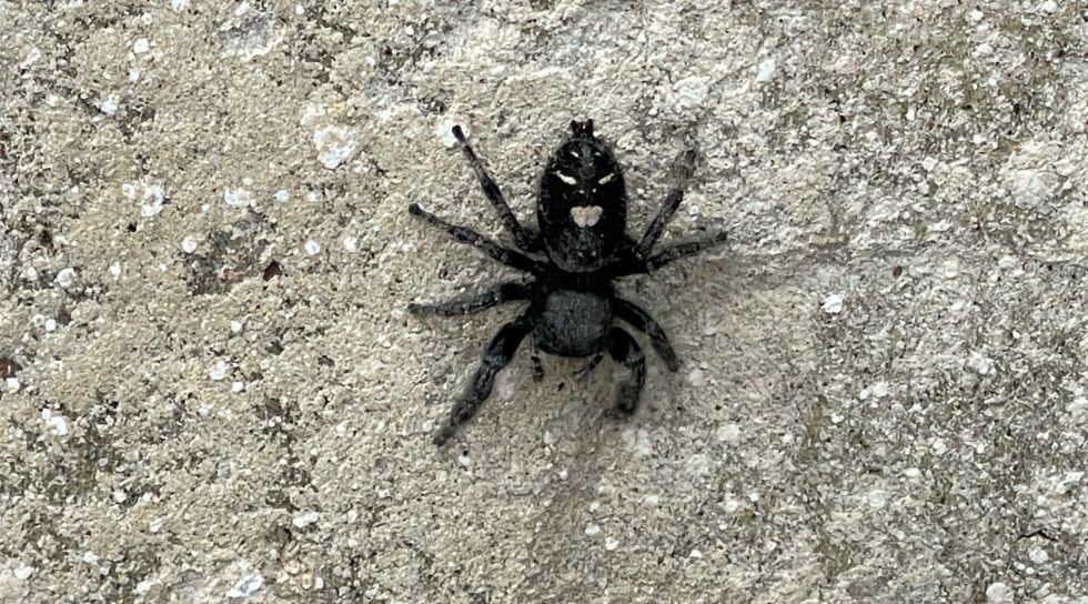 Black Spider on Wall Outside