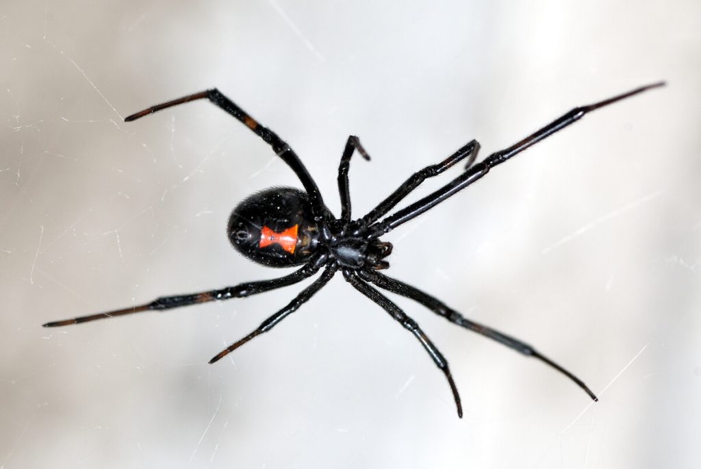 Close up of black widow in a web