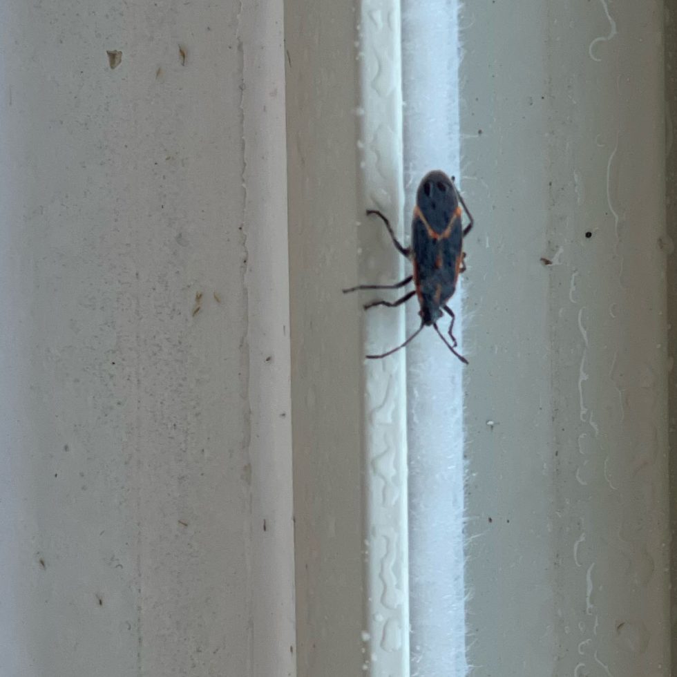 Box Elder Bug on Window
