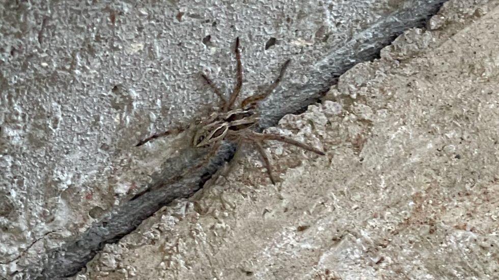 Brown Spider in Crack in Lindon