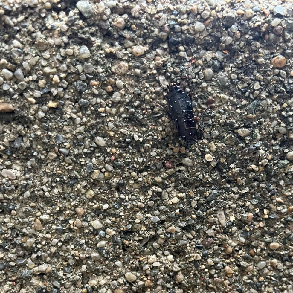 Cockroach in Salt Lake City