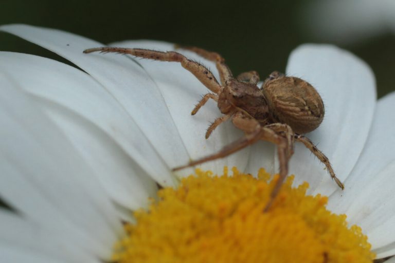 Crab Spider on a flower