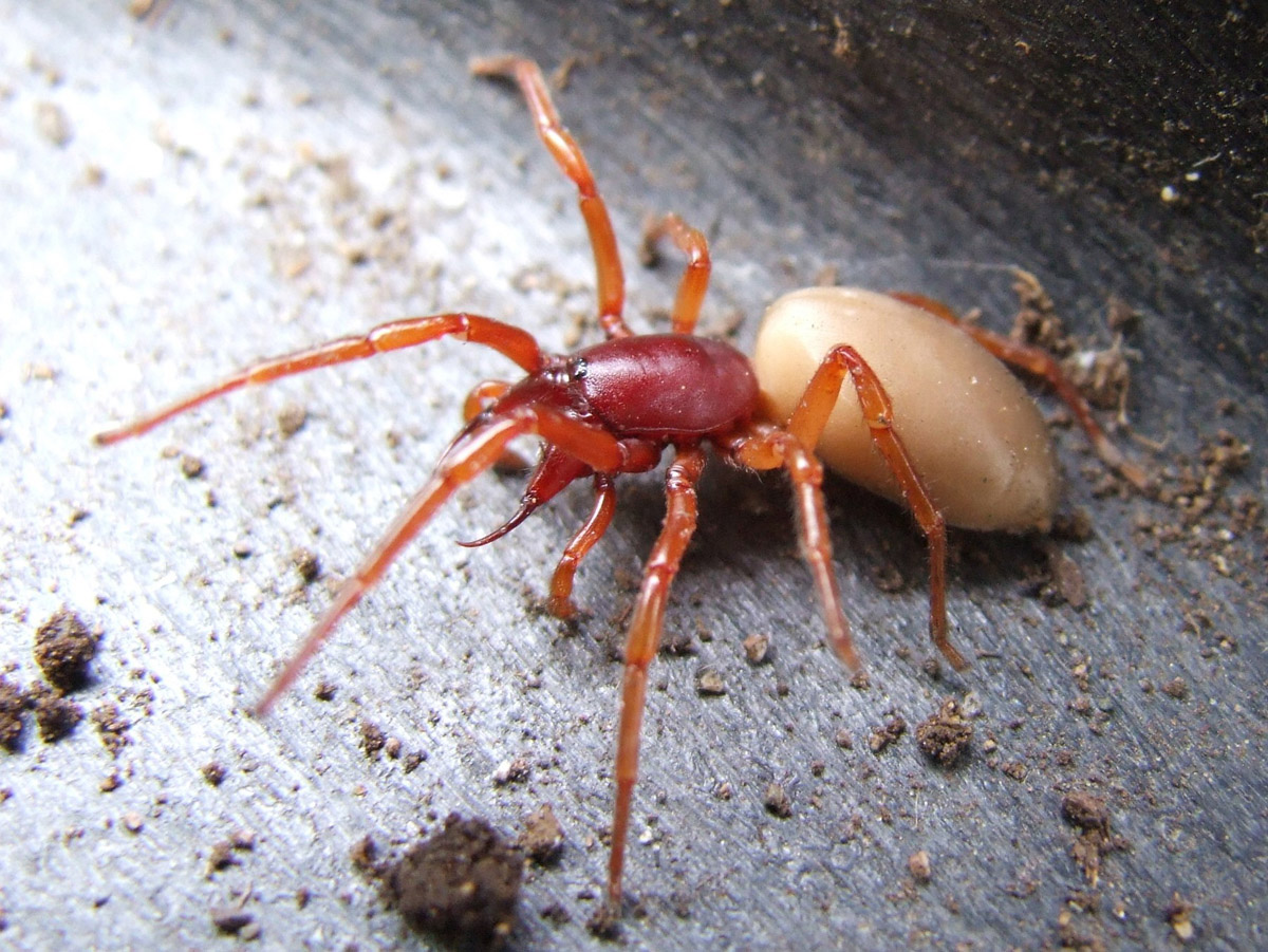 Which Utah spiders to be worried about, and which ones not to fear