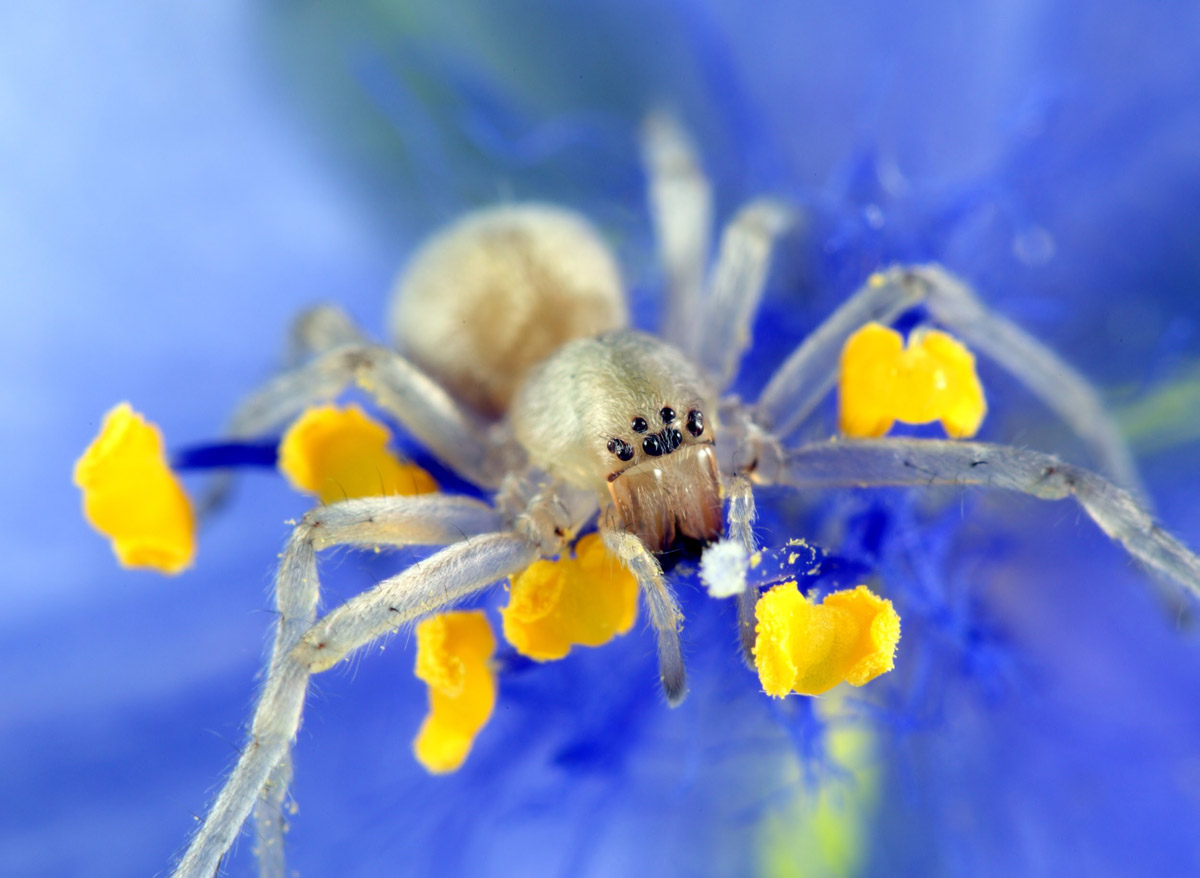 Yellow Sac Spiders