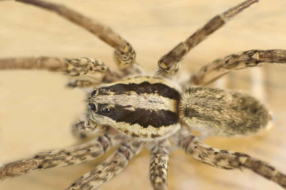 Wolf Spiders