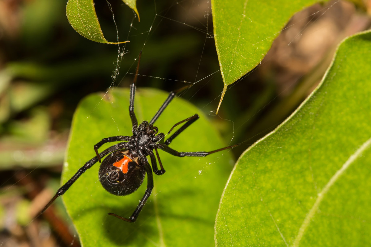 Black Widows