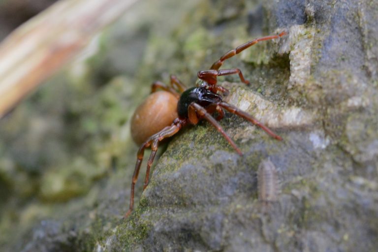 Red Woodlouse Spiders