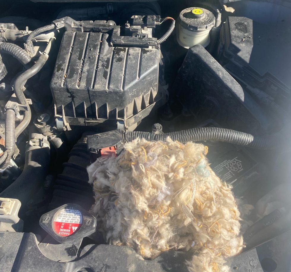 Mouse Nest in Vehicle Eagle Moutain UT
